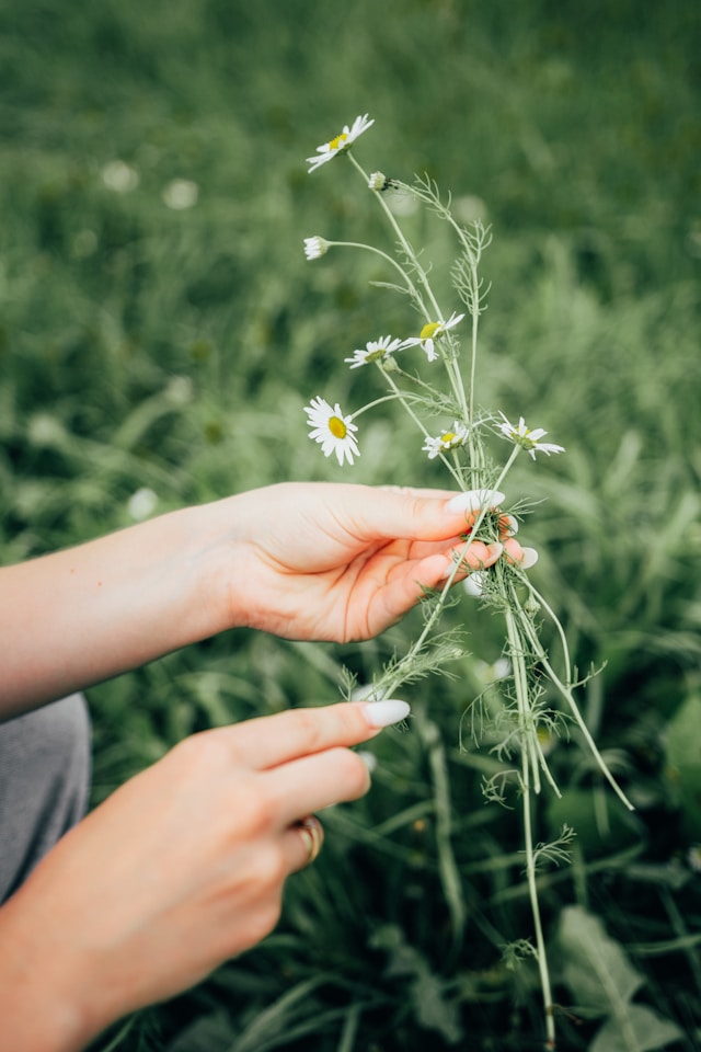 Hands-On Herbal Workshops in Dallas